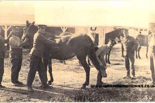 Edgar Marshall tending to a horse during WW1